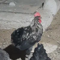 خروس
