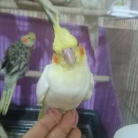 عروس هلندی