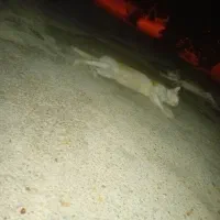 گربه