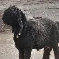 بره