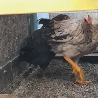 مرغ و خروس