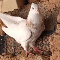 طوقی|پرنده|رامشیر, |دیوار