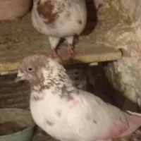 یه جفت کفتر خوب پرشی به شرط جوجه کشی