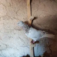 جفت کله|پرنده|آبکوه, |دیوار