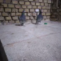 کبوتر مسافتی