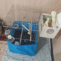 عروس هلندی