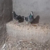 یک جفت کفتر