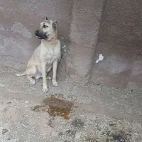 سگ سرابی نر نگهبان