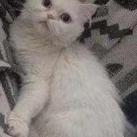 فروش گربه