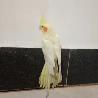 ماده مست مست