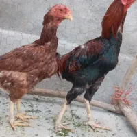 خروس لاری