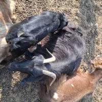 فروش بز و کهره