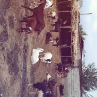 بز قربانی وداشتی