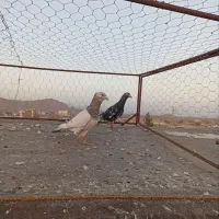 کبوتر پرنده کفتر