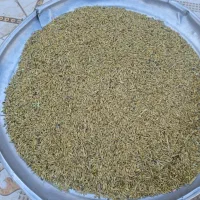 جو درجه یک
