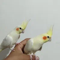 ۱۰عدد جوجه عروس هلندی سالم و سرحال
