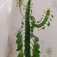 کاکتوس افوربیا