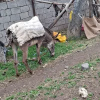 یک عدد الاغ نر بفروش میرسد