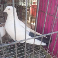 فروش دوتا نر