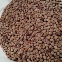 لوبیا چیتی