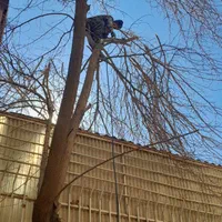 هرس‌،قطع و بریدن درخت،خرید چوب ،علفزنی