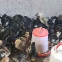 جوجه نژاد مرندی