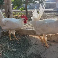 خروس