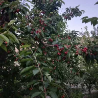 باغ روستای حصار بوژان