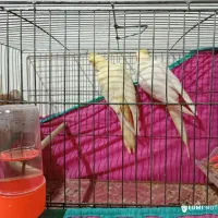 دوجف عروس لوتینو ومرغ عشق