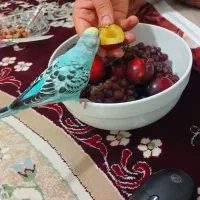 یک عدد مرغ عشق گم شده