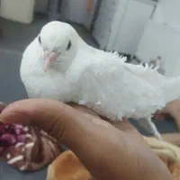 جوجه کفتر جکسون