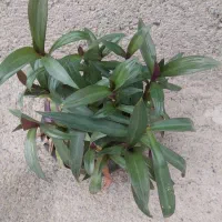 تعدادی گل