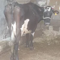 گاو بدون گوساله ۸الی ۱۰کیلوشیر