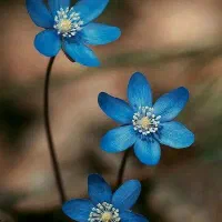 زیبایی راباید ساخت