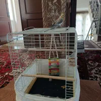 عروس هلندی ماده