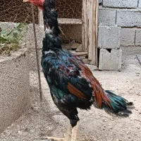 جوجه خروس اوشامو افغان و مرغ لاری اصل