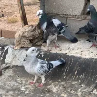 کبوتر مفت