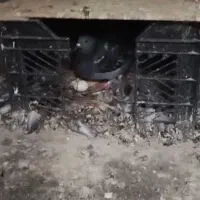 یک جفت کفتر مسافتی مخصوص جوجه کشی