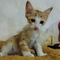 واگذاری