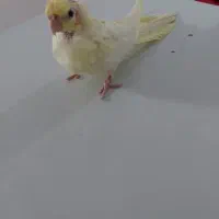 عروس هلندی دستی ۳.۵ماهه