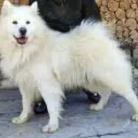 سگ سـفید زیبا دورگه..