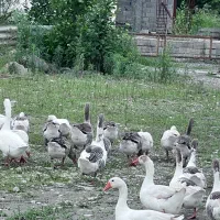 غاز محلی درشت و قو غاز