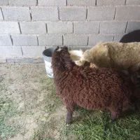 شادگان
