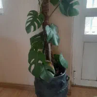 گل طبیعی با قیمت های مناسب