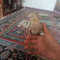 عروس هلندی جوجه 2ماه اهویی