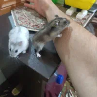 همستر یک جفت