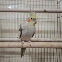 عروس هلندی
