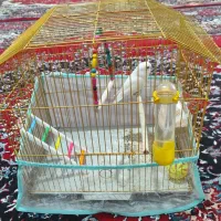 کوتوله برزیلی