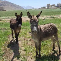 فروش الاغ