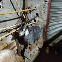 تعدادی بزغاله نر و ماده